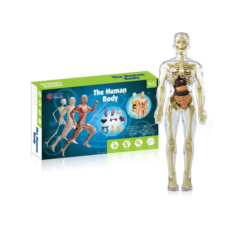 3D-menschlicher Torso – Entfache täglich Neugierde - Image 11