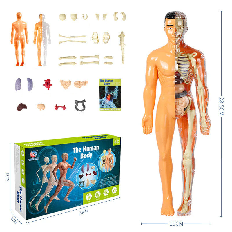 3D-menschlicher Torso – Entfache täglich Neugierde - Image 12