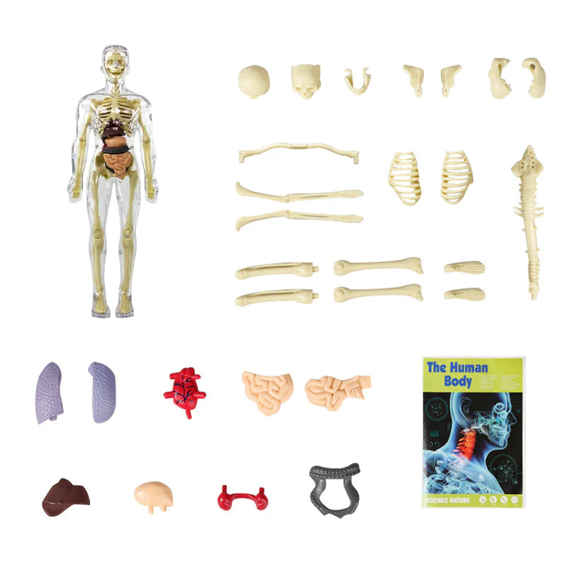 3D-menschlicher Torso – Entfache täglich Neugierde - Image 13