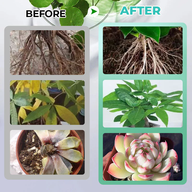 HydroGrow – Hydroponische Nährlösung | 1+2 GRATIS - Image 6
