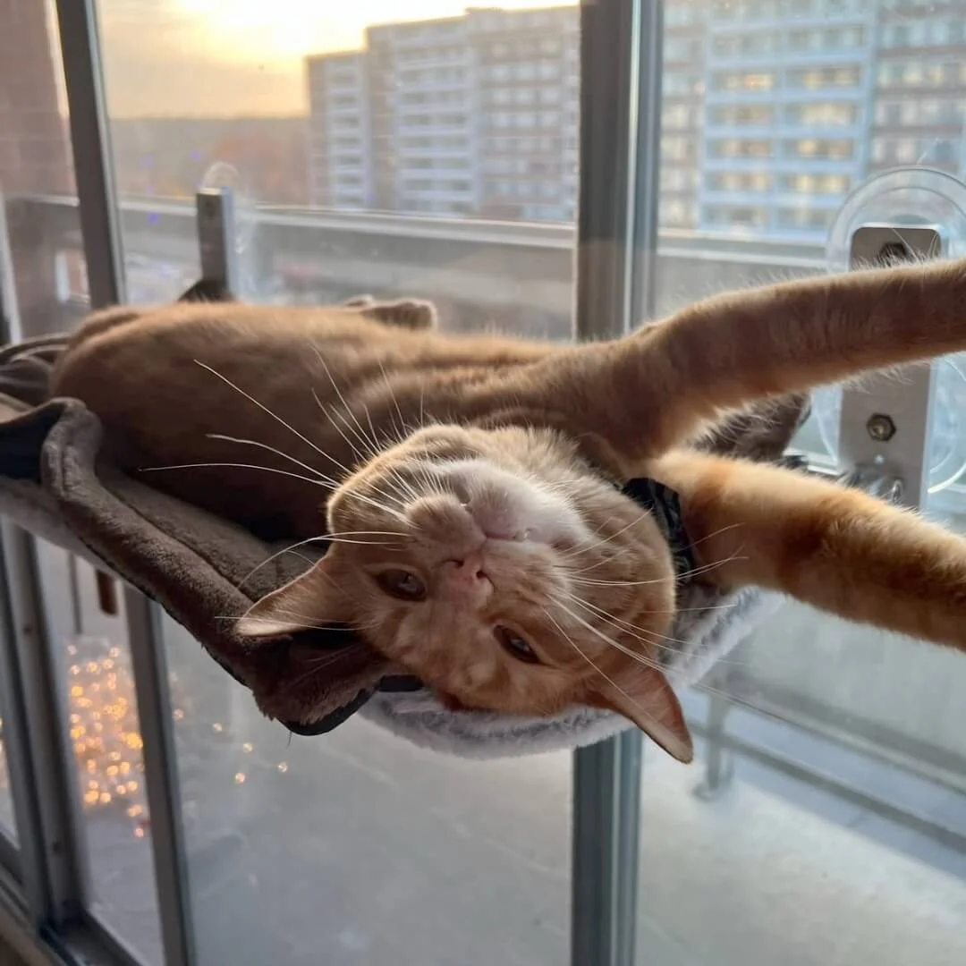 KatzeHängematte™ - Die ultimative Katzenhängematte für Ihre Katze zu Hause | 50% RABATT - Image 4