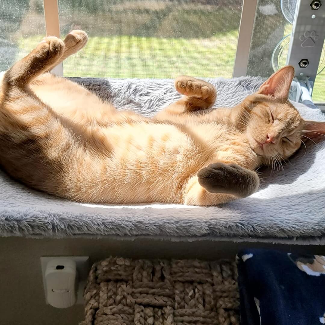 KatzeHängematte™ - Die ultimative Katzenhängematte für Ihre Katze zu Hause | 50% RABATT - Image 6