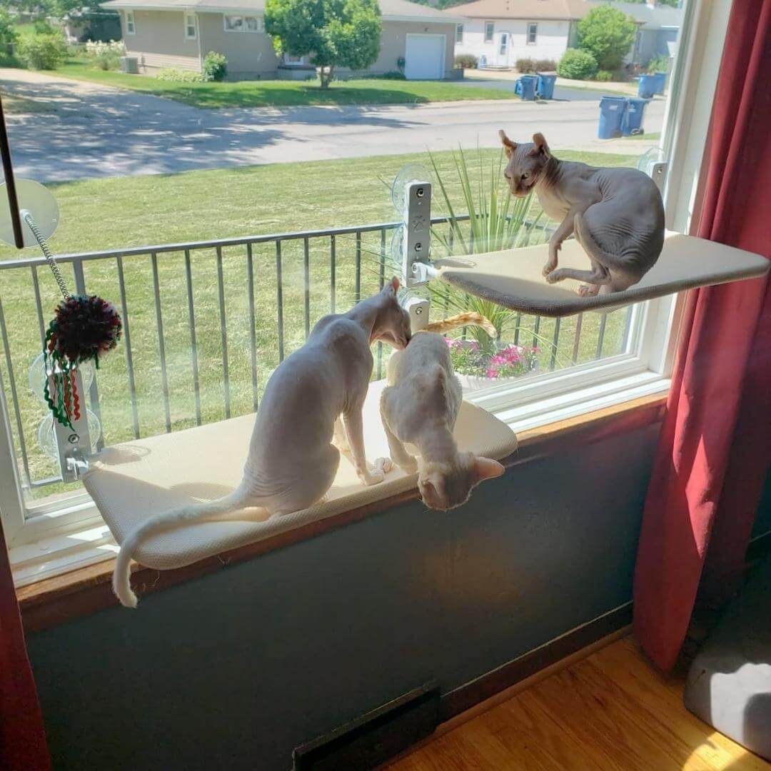 KatzeHängematte™ - Die ultimative Katzenhängematte für Ihre Katze zu Hause | 50% RABATT - Image 7