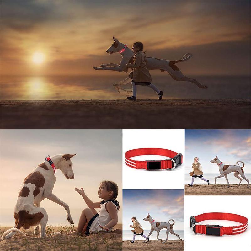 LED-Halsbänder für Hunde™ - Image 14