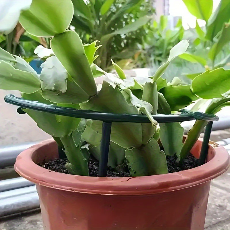 PlantSnap Ringe — Wachsen Sie stark, bleiben Sie aufrecht - Image 8